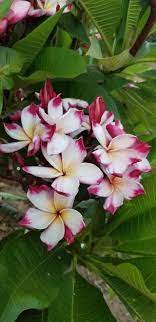 Plumeria flowers red paint vegetable garden container gardening bud garden landscaping planting flowers roots exotic. Mike A Corona Surprise Plumeria Flowers Plumeria Planting Flowers