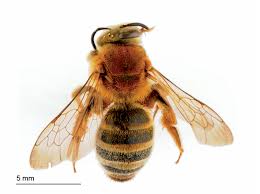 Image result for Lipotriche