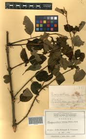 Image result for Phragmanthera capitata