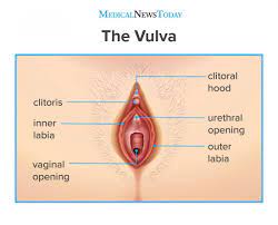 Clitoral hood: What it is, appearance, and function
