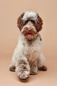 Image result for labradoodle