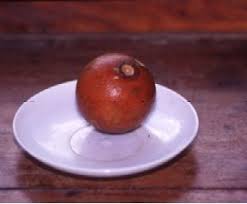 Image result for Strychnos cocculoides