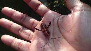 Berikut ini cara membuat essen. Pin On Gardening