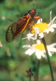 Image result for Ancylobothrys robusta