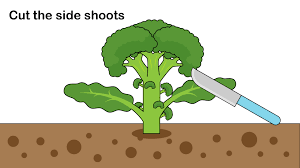 We did not find results for: How To Pick Broccoli 14 Steps With Pictures Wikihow