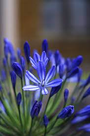 Close View Of The Vivid Blue Of An Agapanthus Flower On The Terrace At Tyntesfield Wraxall North Somerset Flowers Agapanthus North Somerset
