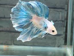 ハーフムーン ダンボ ベタ ショーベタ ローズテール パステルブルー