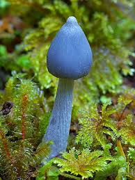 A Young Sky Blue Mushroom Entoloma Hochstetteri New Zealand Steveaxford Smugm Mushrooms Fungi Pilze Farn Pflanzen