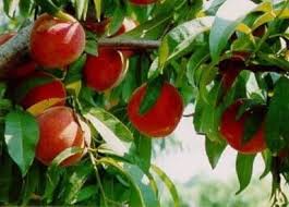 Our sweet and juicy peaches are great eaten fresh off the tree, in smoothies or used in recipes. Gulf King Peach Tree Just Fruits And Exotics
