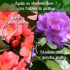 Azalee Azalea Quand Comment Planter Soins Pour De Belles Fleurs Azalea mollis 'lingot d'or' azalée à feuilles caduques lingot d'or. azalea quand comment planter