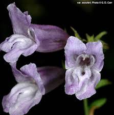 Image result for Cystostemon