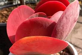 El cactus es una planta con púas que sobrevive en climas muy secos. Como Cambiar El Color De Las Mini Cactus Suculentas Py Facebook