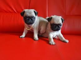 Irk Garantili Pug Mops Yavrularim Irk Garantili Pug Mops Yavrularim Kopek Kopekseverler Kopeksahiplendirme Kopekyavrusu Ev Pug Evcil Hayvanlar Kopek