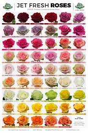 Jet Fresh Flowers Wholesale Roses Variety Sheet These Varieties And Many More Are Available At Jetfreshflow Rose Varieties Beautiful Rose Flowers Flower Chart