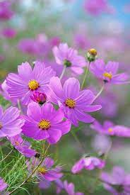 Cosmos Cosmos Flowers Beautiful Flowers Amazing Flowers