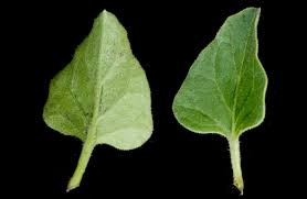 Image result for Commicarpus pilosus