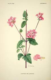 V 16 1931 Addisonia Biodiversity Heritage Library Botanical Drawings Plant Illustration Botanical Illustration