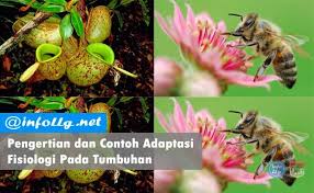 Contoh Adaptasi Fisiologi Pada Tumbuhan Dapat Terjadi Adaptasi Adalah Suatu Usaha Yang Dilakukan Oleh Makhluk Hidup Dalam Menyesuaikan Diri Adaptasi Hidup