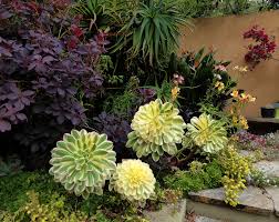 Aeonium Decorum Sunburst Buy Online At Annie S Annuals Plants Perennial Plants Cottage Garden