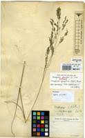 Image result for Eragrostis gangetica