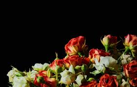 May 24, 2021 · if you're looking for beautiful flowers that bloom during the summer months, look no more. Wallpaper White Flowers Red Green Photo Roses Beautiful Photographer Black Background Images For Desktop Section Cvety Download