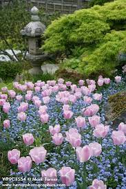 Pink Tulips And Forget Me Nots Also Look Great In A Container Or Window Box Spring Bulbs Tulips Garden Yards Tulips
