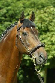 The Sport Horse Show And Breed Database Horses Irish Sport Horse Sport Horse