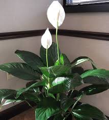 Indoor Flowering Plants Peace Lily In 2020 Indoor Flowering Plants Planting Flowers Houseplants Low Light