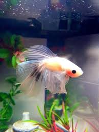 Pet Beta Fish Swimming In His Tank