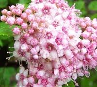 Image result for Spiraea japonica ´Little Princess