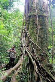 Verum which are harvested just before ripening. Best Jungle Trekking Review Of Sumatra Paradise Day Tours Bukit Lawang Indonesia Tripadvisor