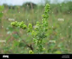 Image result for Galium chloroionanthum