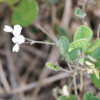 Image result for Desmodium scorpiurus