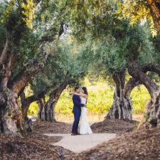 Ru S Farm Olive Grove Photo M Stephens Photography Coordinator Christina Heald Farm Tree Farms Photo