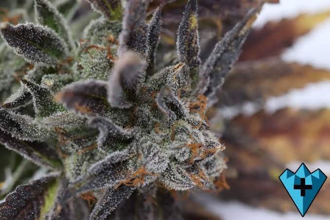 Macro view of resinous Bubba Kush trichome density, AI generated