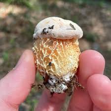 Image result for Xanthoconium separans