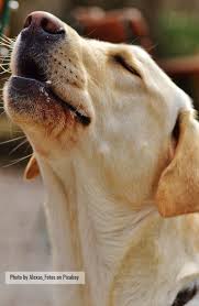 If You Love Labradors Visit Our Blog Labrador Labradorretriever Labradorcentral Retriever Labradors Retrievers Af Labrador Retriever Labrador Retriever