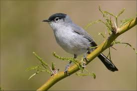Black Bird With Long Tail 4 Black Tailed Gnatcatcher Polioptila Melanura Blue Gray Gnatcatcher Bird Species Birds