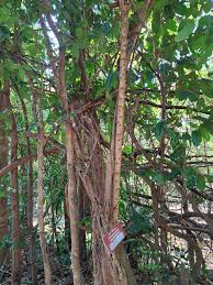 Image result for Harrisonia