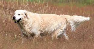 New england's premier breeder of golden retriever puppies welcome to windy knoll farm. Golden Retriever Rescues In Massachusetts Adopt A Golden Near You Golden Hearts