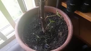 Die #giftplanze des jahres 2018 ist der #rizinusbaum. Ein Kurzes Update Vom Rizinusbaum Ricinus Communis Youtube