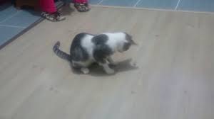 kedi bocek yermi iste kaniti youtube