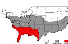 This oil keeps them from. Range Of Black Widow Spiders Shittymapporn