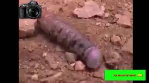 Siil iyo gus is on facebook. Sawiro Gus