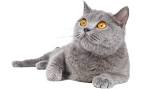 British Shorthair Cats and Kittens for adoption in the UK ...