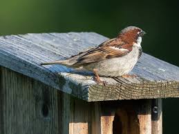 We did not find results for: How To Keep House Sparrows Out Of Bluebird Houses Bluebird Landlord