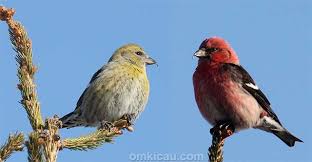 K.f.i ( komunitas flamboyan indonesia ) wergan jawa has 1046 members. Audio Tembakan Burung Crossbill Sayap Putih Untuk Masteran Om Kicau