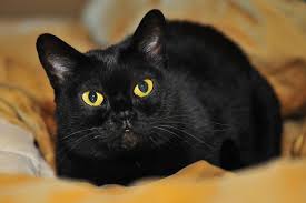 بومباي القط الصورة cat breeds beautiful cats cats