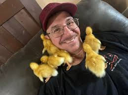 What is causing the decline of quail populations?