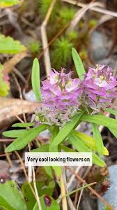 Image result for Polygala gossweileri